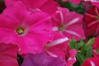 ColorRush™ Petunia hybrida Pink Star -- New @ Ball Horticultural Spring Trials 2016, ColorRush™ Petunia from BallFloraPlant®.  Big vigor and even bigger garden performance!  Mounds of color hold up in the heat and rain.  Ideal for landscapes and large baskets.  Height: 10-12 inches; Spread: 24-36 inches.