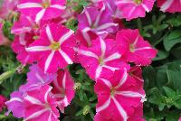 ColorRush™ Petunia hybrida Pink Star -- New @ Ball Horticultural Spring Trials 2016, ColorRush™ Petunia from BallFloraPlant®.  Big vigor and even bigger garden performance!  Mounds of color hold up in the heat and rain.  Ideal for landscapes and large baskets.  Height: 10-12 inches; Spread: 24-36 inches.