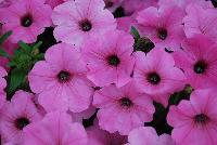 ColorRush™ Petunia hybrida Pink -- New @ Ball Horticultural Spring Trials 2016, ColorRush™ Petunia from BallFloraPlant®.  Big vigor and even bigger garden performance!  Mounds of color hold up in the heat and rain.  Ideal for landscapes and large baskets.  Height: 10-12 inches; Spread: 24-36 inches.