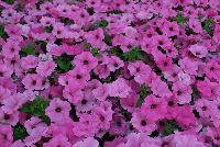 ColorRush™ Petunia hybrida Pink -- New @ Ball Horticultural Spring Trials 2016, ColorRush™ Petunia from BallFloraPlant®.  Big vigor and even bigger garden performance!  Mounds of color hold up in the heat and rain.  Ideal for landscapes and large baskets.  Height: 10-12 inches; Spread: 24-36 inches.