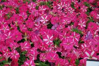 ColorRush™ Petunia hybrida Pink Star -- New @ Ball Horticultural Spring Trials 2016, ColorRush™ Petunia from BallFloraPlant®.  Big vigor and even bigger garden performance!  Mounds of color hold up in the heat and rain.  Ideal for landscapes and large baskets.  Height: 10-12 inches; Spread: 24-36 inches.