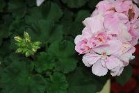 Fantasia® Geranium, zonal Pelargonium hortorum Appleblossom -- New @ Ball Horticultural Spring Trials 2016, Fantasia® Zonal Geranium from BallFloraPlant®.  Known for its uniformity across the series.  Height: 12-14 inches.  Spread: 12-14 inches.  In four new colors: 'Appleblossom', 'Flamingo Rose', 'Scarlet Improved' and 'Pink'.