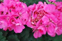 Fantasia® Geranium, zonal Pelargonium hortorum Pink -- New @ Ball Horticultural Spring Trials 2016, Fantasia® Zonal Geranium from BallFloraPlant®.  Known for its uniformity across the series.  Height: 12-14 inches.  Spread: 12-14 inches.  In four new colors: 'Appleblossom', 'Flamingo Rose', 'Scarlet Improved' and 'Pink'.