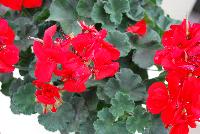 Fantasia® Geranium, zonal Pelargonium hortorum Scarlet Improved -- New @ Ball Horticultural Spring Trials 2016, Fantasia® Zonal Geranium from BallFloraPlant®.  Known for its uniformity across the series.  Height: 12-14 inches.  Spread: 12-14 inches.  In four new colors: 'Appleblossom', 'Flamingo Rose', 'Scarlet Improved' and 'Pink'.