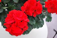 Fantasia® Geranium, zonal Pelargonium hortorum Scarlet Improved -- New @ Ball Horticultural Spring Trials 2016, Fantasia® Zonal Geranium from BallFloraPlant®.  Known for its uniformity across the series.  Height: 12-14 inches.  Spread: 12-14 inches.  In four new colors: 'Appleblossom', 'Flamingo Rose', 'Scarlet Improved' and 'Pink'.