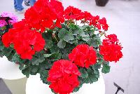 Fantasia® Geranium, zonal Pelargonium hortorum Scarlet Improved -- New @ Ball Horticultural Spring Trials 2016, Fantasia® Zonal Geranium from BallFloraPlant®.  Known for its uniformity across the series.  Height: 12-14 inches.  Spread: 12-14 inches.  In four new colors: 'Appleblossom', 'Flamingo Rose', 'Scarlet Improved' and 'Pink'.