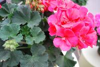 Fantasia® Geranium, zonal Pelargonium hortorum Flamingo Rose Improved -- New @ Ball Horticultural Spring Trials 2016, Fantasia® Zonal Geranium from BallFloraPlant®.  Known for its uniformity across the series.  Height: 12-14 inches.  Spread: 12-14 inches.  In four new colors: 'Appleblossom', 'Flamingo Rose', 'Scarlet Improved' and 'Pink'.