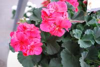 Fantasia® Geranium, zonal Pelargonium hortorum Flamingo Rose Improved -- New @ Ball Horticultural Spring Trials 2016, Fantasia® Zonal Geranium from BallFloraPlant®.  Known for its uniformity across the series.  Height: 12-14 inches.  Spread: 12-14 inches.  In four new colors: 'Appleblossom', 'Flamingo Rose', 'Scarlet Improved' and 'Pink'.