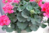 Fantasia® Geranium, zonal Pelargonium hortorum Flamingo Rose Improved -- New @ Ball Horticultural Spring Trials 2016, Fantasia® Zonal Geranium from BallFloraPlant®.  Known for its uniformity across the series.  Height: 12-14 inches.  Spread: 12-14 inches.  In four new colors: 'Appleblossom', 'Flamingo Rose', 'Scarlet Improved' and 'Pink'.
