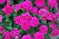 Mixmasters™ COMBO I Heart Pink -- New @ Ball Horticultural Spring Trials 2016, MixMasters™ Combinations from BallFloraPlant®.  These combinations ignite with color in eleven new and 2 improved combos that rock!  Thoroughly tested and monitored to ensure consistency ad efficiency.
