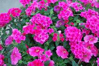 Mixmasters™ COMBO I Heart Pink -- New @ Ball Horticultural Spring Trials 2016, MixMasters™ Combinations from BallFloraPlant®.  These combinations ignite with color in eleven new and 2 improved combos that rock!  Thoroughly tested and monitored to ensure consistency ad efficiency.