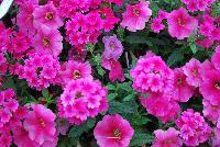 Mixmasters™ COMBO I Heart Pink -- New @ Ball Horticultural Spring Trials 2016, MixMasters™ Combinations from BallFloraPlant®.  These combinations ignite with color in eleven new and 2 improved combos that rock!  Thoroughly tested and monitored to ensure consistency ad efficiency.