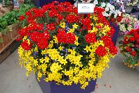 Mixmasters™ COMBO Circus Parade -- New @ Ball Horticultural Spring Trials 2016, MixMasters™ Combinations from BallFloraPlant®.  These combinations ignite with color in eleven new and 2 improved combos that rock!  Thoroughly tested and monitored to ensure consistency ad efficiency.