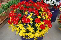 Mixmasters™ COMBO Circus Parade -- New @ Ball Horticultural Spring Trials 2016, MixMasters™ Combinations from BallFloraPlant®.  These combinations ignite with color in eleven new and 2 improved combos that rock!  Thoroughly tested and monitored to ensure consistency ad efficiency.