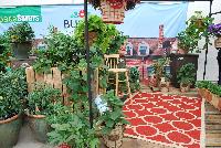   -- As seen @ Ball Horticultural Spring Trials 2016, Burpee® Amazing Veggies on Display.