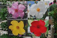 Summer Romance™ Mandevilla  -- New @ Ball Horticultural Spring Trials 2016, Summer Romance™ Mandevilla shown in four new varieties: 'Easy Pink' (bush), 'White' (vining), 'Yellow' (vining) and 'Scarlet' (vining).