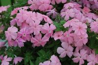 Gisele™ Phlox cultivars Light Pink -- New from Selecta as seen @ Ball Horticultural Spring Trials 2016: Th Gisele™ Phlox Series which is easy to produce with quality cuttings, featuring large flower clusters making it a great presentation in store and fills landscape with TONS of color, with strong performance summer to fall.  Height: 10-12 inches. Spread: 14-18 inches