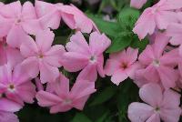 Gisele™ Phlox cultivars Light Pink -- New from Selecta as seen @ Ball Horticultural Spring Trials 2016: Th Gisele™ Phlox Series which is easy to produce with quality cuttings, featuring large flower clusters making it a great presentation in store and fills landscape with TONS of color, with strong performance summer to fall.  Height: 10-12 inches. Spread: 14-18 inches