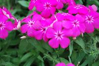 Gisele™ Phlox cultivars Hot Pink -- New from Selecta as seen @ Ball Horticultural Spring Trials 2016: Th Gisele™ Phlox Series which is easy to produce with quality cuttings, featuring large flower clusters making it a great presentation in store and fills landscape with TONS of color, with strong performance summer to fall.  Height: 10-12 inches. Spread: 14-18 inches