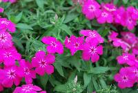 Gisele™ Phlox cultivars Hot Pink -- New from Selecta as seen @ Ball Horticultural Spring Trials 2016: Th Gisele™ Phlox Series which is easy to produce with quality cuttings, featuring large flower clusters making it a great presentation in store and fills landscape with TONS of color, with strong performance summer to fall.  Height: 10-12 inches. Spread: 14-18 inches