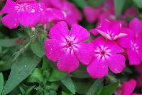 Gisele™ Phlox cultivars Hot Pink -- New from Selecta as seen @ Ball Horticultural Spring Trials 2016: Th Gisele™ Phlox Series which is easy to produce with quality cuttings, featuring large flower clusters making it a great presentation in store and fills landscape with TONS of color, with strong performance summer to fall.  Height: 10-12 inches. Spread: 14-18 inches