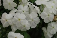 Gisele™ Phlox cultivars White -- New from Selecta as seen @ Ball Horticultural Spring Trials 2016: Th Gisele™ Phlox Series which is easy to produce with quality cuttings, featuring large flower clusters making it a great presentation in store and fills landscape with TONS of color, with strong performance summer to fall.  Height: 10-12 inches. Spread: 14-18 inches