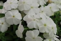 Gisele™ Phlox cultivars White -- New from Selecta as seen @ Ball Horticultural Spring Trials 2016: Th Gisele™ Phlox Series which is easy to produce with quality cuttings, featuring large flower clusters making it a great presentation in store and fills landscape with TONS of color, with strong performance summer to fall.  Height: 10-12 inches. Spread: 14-18 inches