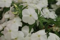 Gisele™ Phlox cultivars White -- New from Selecta as seen @ Ball Horticultural Spring Trials 2016: Th Gisele™ Phlox Series which is easy to produce with quality cuttings, featuring large flower clusters making it a great presentation in store and fills landscape with TONS of color, with strong performance summer to fall.  Height: 10-12 inches. Spread: 14-18 inches