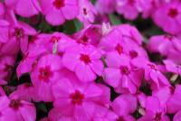 Gisele™ Phlox cultivars Pink -- New from Selecta as seen @ Ball Horticultural Spring Trials 2016: Th Gisele™ Phlox Series which is easy to produce with quality cuttings, featuring large flower clusters making it a great presentation in store and fills landscape with TONS of color, with strong performance summer to fall.  Height: 10-12 inches. Spread: 14-18 inches