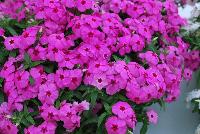 Gisele™ Phlox cultivars Pink -- New from Selecta as seen @ Ball Horticultural Spring Trials 2016: Th Gisele™ Phlox Series which is easy to produce with quality cuttings, featuring large flower clusters making it a great presentation in store and fills landscape with TONS of color, with strong performance summer to fall.  Height: 10-12 inches. Spread: 14-18 inches