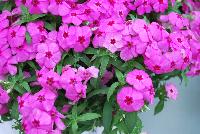 Gisele™ Phlox cultivars Pink -- New from Selecta as seen @ Ball Horticultural Spring Trials 2016: Th Gisele™ Phlox Series which is easy to produce with quality cuttings, featuring large flower clusters making it a great presentation in store and fills landscape with TONS of color, with strong performance summer to fall.  Height: 10-12 inches. Spread: 14-18 inches