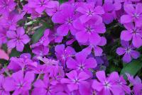 Gisele™ Phlox cultivars Light Violet -- New from Selecta as seen @ Ball Horticultural Spring Trials 2016: Th Gisele™ Phlox Series which is easy to produce with quality cuttings, featuring large flower clusters making it a great presentation in store and fills landscape with TONS of color, with strong performance summer to fall.  Height: 10-12 inches. Spread: 14-18 inches