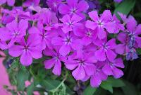 Gisele™ Phlox cultivars Light Violet -- New from Selecta as seen @ Ball Horticultural Spring Trials 2016: Th Gisele™ Phlox Series which is easy to produce with quality cuttings, featuring large flower clusters making it a great presentation in store and fills landscape with TONS of color, with strong performance summer to fall.  Height: 10-12 inches. Spread: 14-18 inches