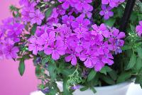 Gisele™ Phlox cultivars Light Violet -- New from Selecta as seen @ Ball Horticultural Spring Trials 2016: Th Gisele™ Phlox Series which is easy to produce with quality cuttings, featuring large flower clusters making it a great presentation in store and fills landscape with TONS of color, with strong performance summer to fall.  Height: 10-12 inches. Spread: 14-18 inches