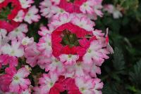 BeBop™ Verbena hybrida Pink -- New from Selecta as seen @ Ball Horticultural Spring Trials 2016: BeBop™Verbena features a novelty pattern and colors are matched by excellent garden performance.  Watch for fun new Trixi Combinations leveraging this distinctive bicolored Verbena.  Height: 10-12 inches.  Spread: 12-16 inches.