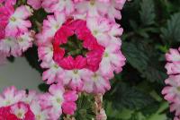 BeBop™ Verbena hybrida Pink -- New from Selecta as seen @ Ball Horticultural Spring Trials 2016: BeBop™Verbena features a novelty pattern and colors are matched by excellent garden performance.  Watch for fun new Trixi Combinations leveraging this distinctive bicolored Verbena.  Height: 10-12 inches.  Spread: 12-16 inches.