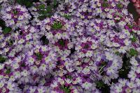 BeBop™ Verbena hybrida Lavender -- New from Selecta as seen @ Ball Horticultural Spring Trials 2016: BeBop™Verbena features a novelty pattern and colors are matched by excellent garden performance.  Watch for fun new Trixi Combinations leveraging this distinctive bicolored Verbena.  Height: 10-12 inches.  Spread: 12-16 inches.