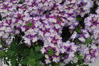 BeBop™ Verbena hybrida Lavender -- New from Selecta as seen @ Ball Horticultural Spring Trials 2016: BeBop™Verbena features a novelty pattern and colors are matched by excellent garden performance.  Watch for fun new Trixi Combinations leveraging this distinctive bicolored Verbena.  Height