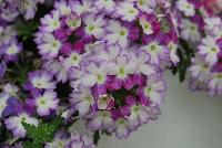 BeBop™ Verbena hybrida Lavender -- New from Selecta as seen @ Ball Horticultural Spring Trials 2016: BeBop™Verbena features a novelty pattern and colors are matched by excellent garden performance.  Watch for fun new Trixi Combinations leveraging this distinctive bicolored Verbena.  Height: 10-12 inches.  Spread: 12-16 inches.