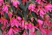 Mistral Begonia boliviensis Pink -- New from Selecta as seen @ Ball Horticultural Spring Trials 2016: Mistral™ Begonia series features a new 'Pink which is a gorgeous saturated pink and the new 'Yellow' which is a beautiful lemon-yellow.  This series of trailing boliviensis-type begonia is best for hanging baskets, with large, eye-catching blooms that will not easily drop. Height: 10-12 inches.  Spread: 14-16 inches.