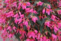 Mistral Begonia boliviensis Pink -- New from Selecta as seen @ Ball Horticultural Spring Trials 2016: Mistral™ Begonia series features a new 'Pink which is a gorgeous saturated pink and the new 'Yellow' which is a beautiful lemon-yellow.  This series of trailing boliviensis-type begonia is best for hanging baskets, with large, eye-catching blooms that will not easily drop. Height: 10-12 inches.  Spread: 14-16 inches.