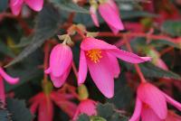 Mistral Begonia boliviensis Pink -- New from Selecta as seen @ Ball Horticultural Spring Trials 2016: Mistral™ Begonia series features a new 'Pink which is a gorgeous saturated pink and the new 'Yellow' which is a beautiful lemon-yellow.  This series of trailing boliviensis-type begonia is best for hanging baskets, with large, eye-catching blooms that will not easily drop. Height: 10-12 inches.  Spread: 14-16 inches.