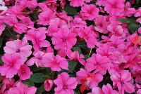 Big Bounce™ Impatiens hybrida Pink -- New from Selecta as seen @ Ball Horticultural Spring Trials 2016: Big Bounce™ Interpecific Impatiens features the new 'Pink' which adds interest with its dark red eye.  Like Bounce™ varieties, but wih bigger flowers, great for large pots and landscapes. Height: 20-30 inches.  Spread: 20-36 inches.