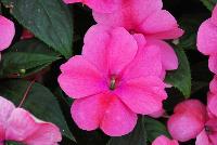 Big Bounce™ Impatiens hybrida Pink -- New from Selecta as seen @ Ball Horticultural Spring Trials 2016: Big Bounce™ Interpecific Impatiens features the new 'Pink' which adds interest with its dark red eye.  Like Bounce™ varieties, but wih bigger flowers, great for large pots and landscapes. Height: 20-30 inches.  Spread: 20-36 inches.