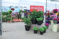   -- As seen @ Ball Horticultural Spring Trials 2016, Burpee® Amazing Veggies on Display.