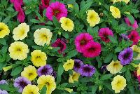 Trixi™ COMBO Gold & Bold 17 -- As seen @ Ball Horticultural Spring Trials 2016, a Trixi® Combination featuring MiniFamous® Calibrachoa 'Neo Purple', 'Neo Violet with Eye' and 'Neo Yellow'