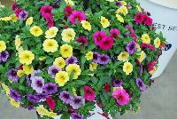 Trixi™ COMBO Gold & Bold 17 -- As seen @ Ball Horticultural Spring Trials 2016, a Trixi® Combination featuring MiniFamous® Calibrachoa 'Neo Purple', 'Neo Violet with Eye' and 'Neo Yellow'