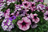 Trixi™ COMBO Starlight Starbright -- As seen @ Ball Horticultural Spring Trials 2016, a Trixi® Combination featuring MiniFamous® Calibrachoa 'Compact Blue'; Petunia Starlet™ 'Lavender Star' and BeBop™ Verbena 'Lavender'