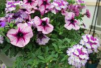 Trixi™ COMBO Starlight Starbright -- As seen @ Ball Horticultural Spring Trials 2016, a Trixi® Combination featuring MiniFamous® Calibrachoa 'Compact Blue'; Petunia Starlet™ 'Lavender Star' and BeBop™ Verbena 'Lavender'