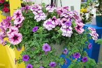 Trixi™ COMBO Starlight Starbright -- As seen @ Ball Horticultural Spring Trials 2016, a Trixi® Combination featuring MiniFamous® Calibrachoa 'Compact Blue'; Petunia Starlet™ 'Lavender Star' and BeBop™ Verbena 'Lavender'